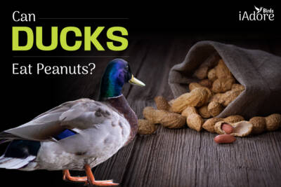 Can Ducks eat Peanuts