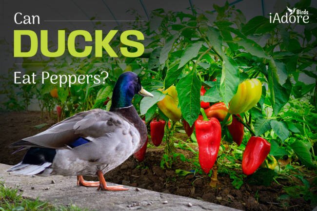 Can Ducks Eat Peppers? 7 Benefits | Full Guide