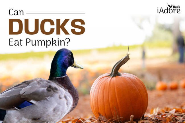Can Ducks Eat Pumpkin? 3 Benefits | Full Guide