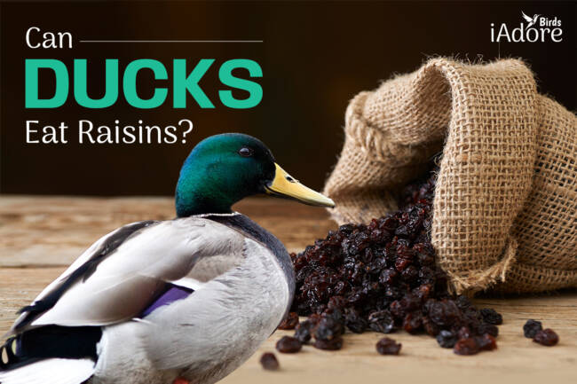 Can Ducks Eat Raisins? 6 Benefits | Full Guide