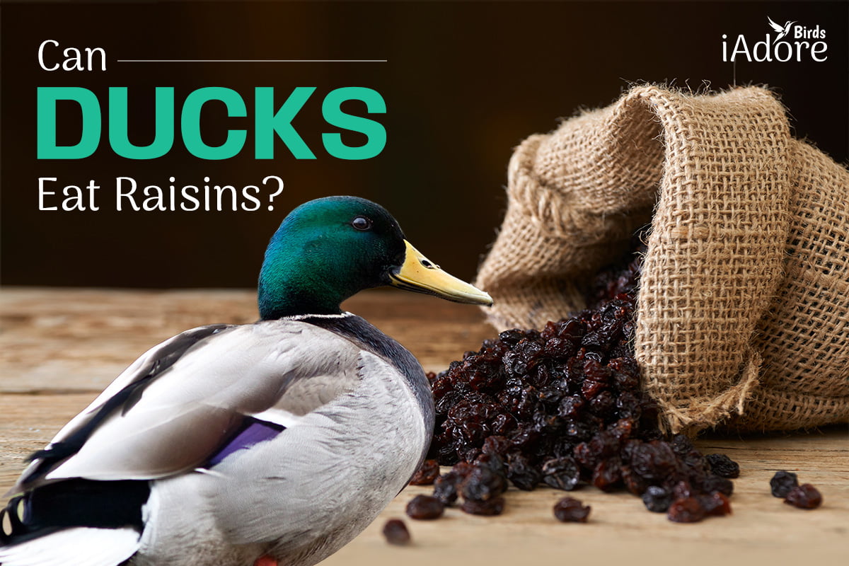 Can Ducks Eat Raisins