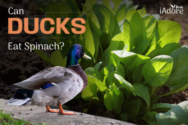Can Ducks Eat Spinach? 5 Benefits | Full Guide