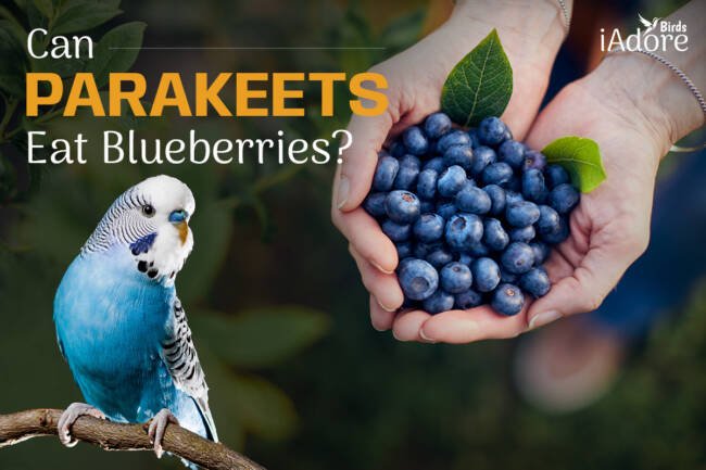 Can Parakeets Eat Blueberries? 4 Benefits | Full Guide