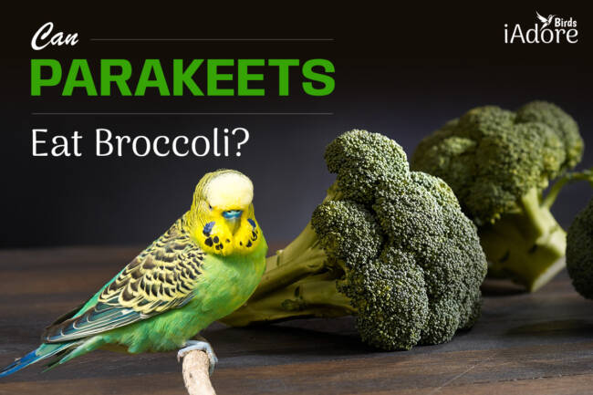 Can Parakeets Eat Broccoli? 7 Benefits | Full Guide
