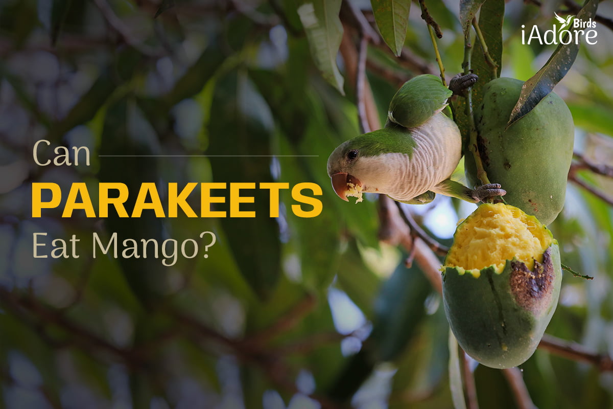 Can Parakeets Eat Mango