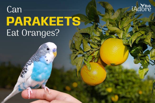 Can Parakeets Eat Oranges? 8 Benefits | Full Guide