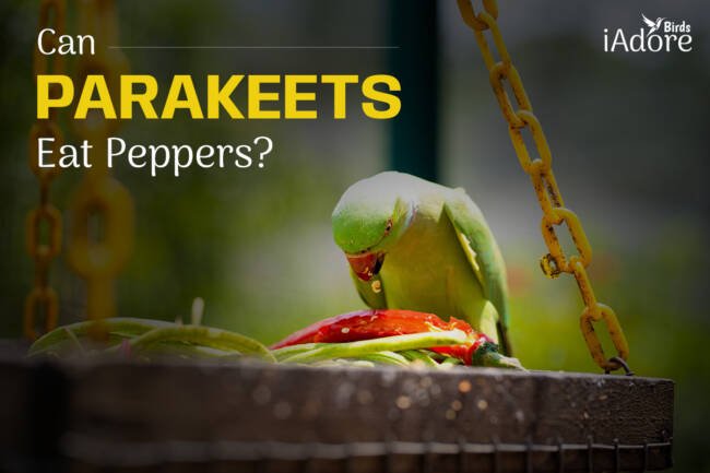 Can Parakeets Eat Peppers? 3 Benefits | Full Guide