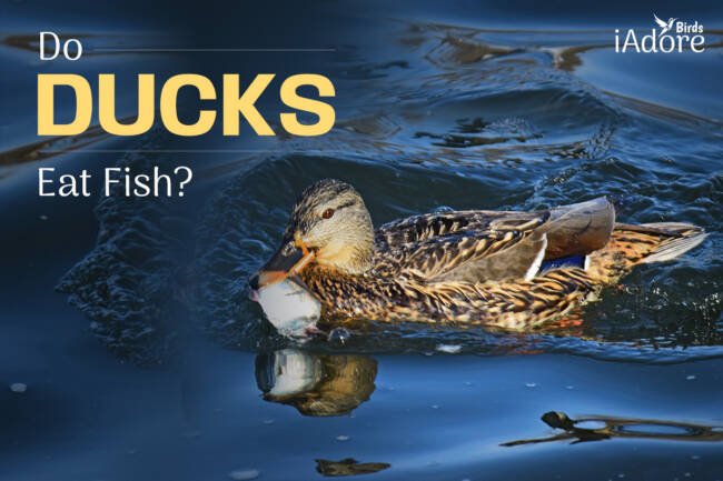 Do Ducks Eat Fish? 5 Benefits | Full Guide