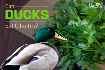 Can Ducks Eat Cilantro