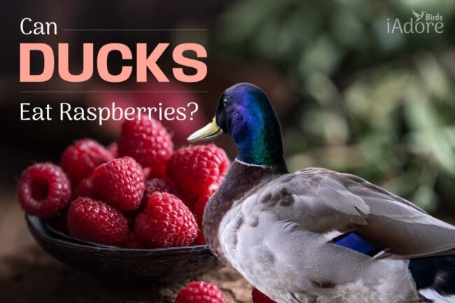 Can Ducks Eat Raspberries? 6 Benefits | Full Guide